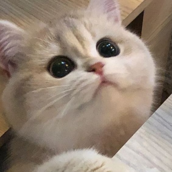 작성자 썸네일